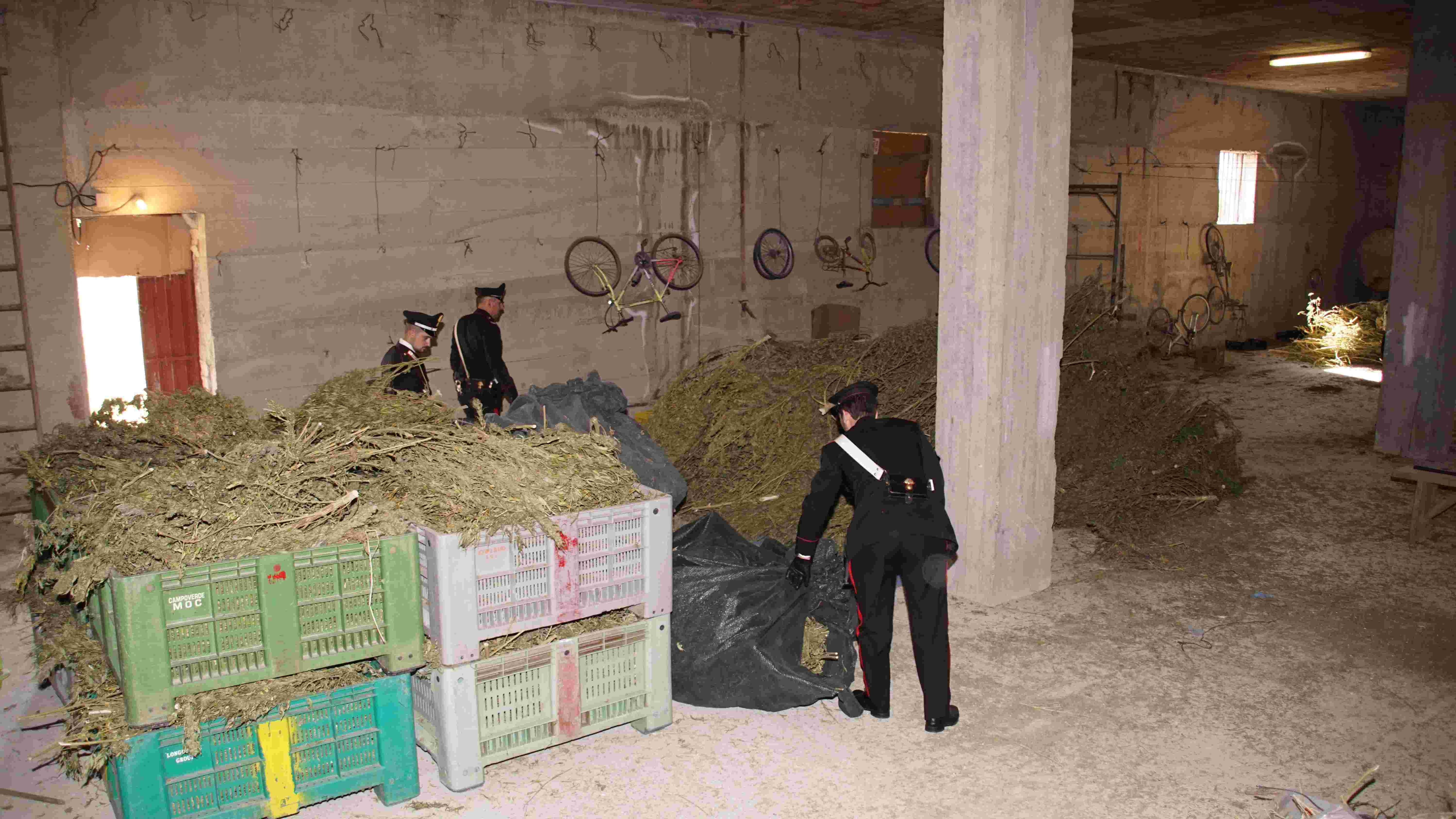 Blitz antidroga, sequestrato a Tursi (MT) un capannone pieno di marijuana. I Carabinieri arrestano un 45enne