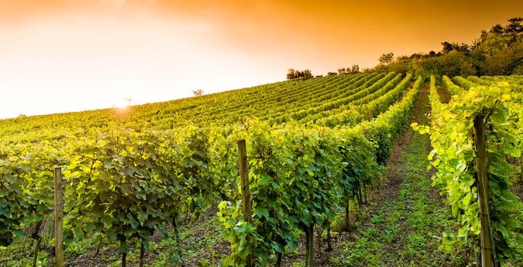 Matera, premi alle eccellenze gastronomiche lucane: l’Ente Parco festeggia l’azienda vinicola Dragone e il forno Pane&Pace