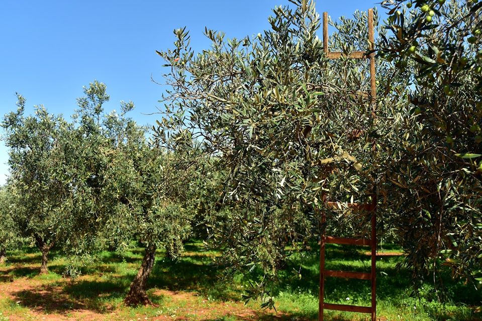 Riparte “OLIVARUM”: pubblicato il bando della XVI edizione del prestigioso premio riservato al miglior olio extravergine d’oliva della Basilicata dell’annata 2019/20