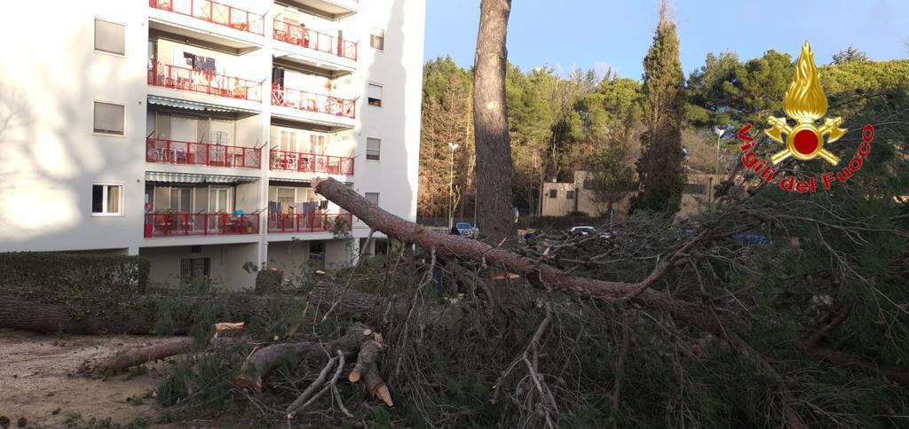 Forti raffiche di vento a Matera e in provincia, decine gli interventi dei Vigili del Fuoco per rimuovere alberi caduti