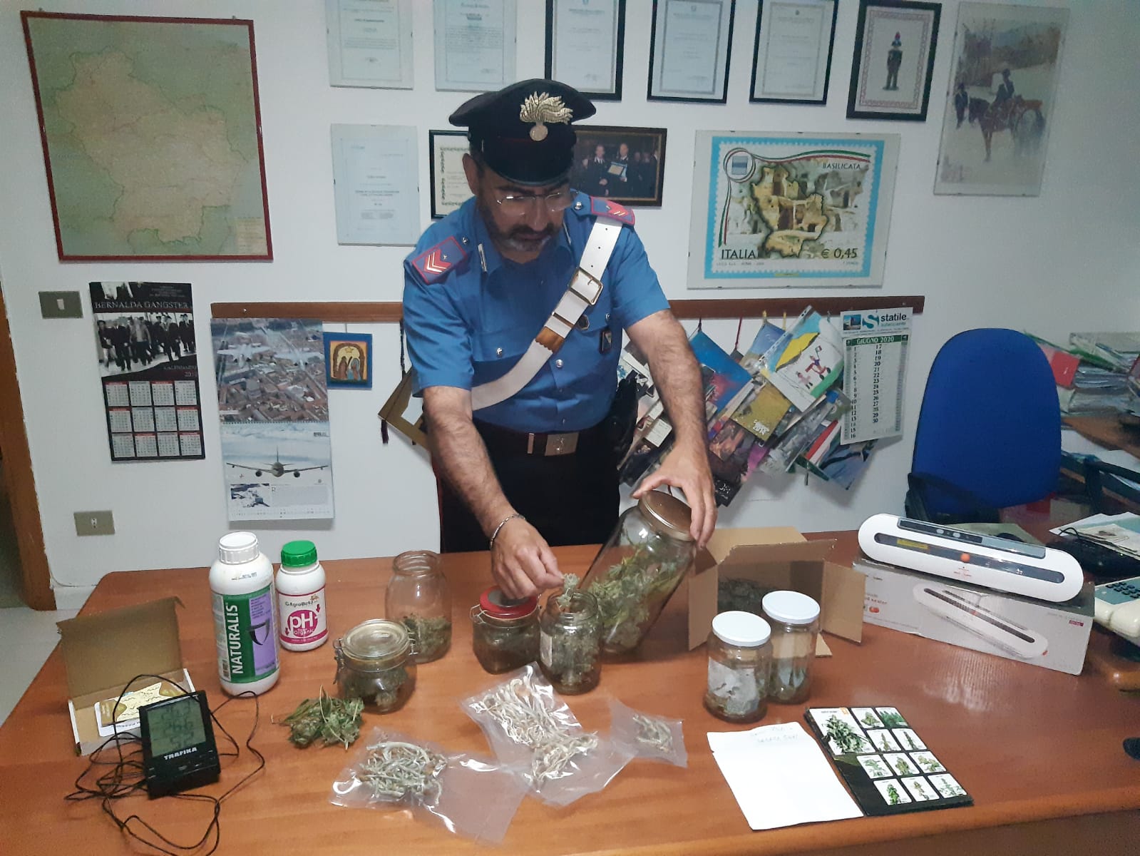 Serra di marijuana in casa: 43enne arrestato a Bernalda dai Carabinieri