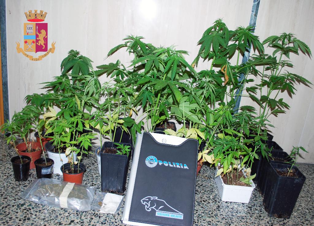 Agente di commercio materano coltiva piante di marijuana sul luogo di lavoro. Arrestato dalla Polizia