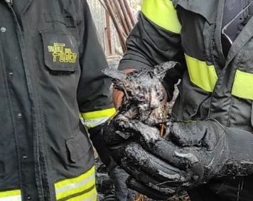 Incendio in un fienile a Ruoti, gattini salvi per miracolo grazie ai Vigili del fuoco