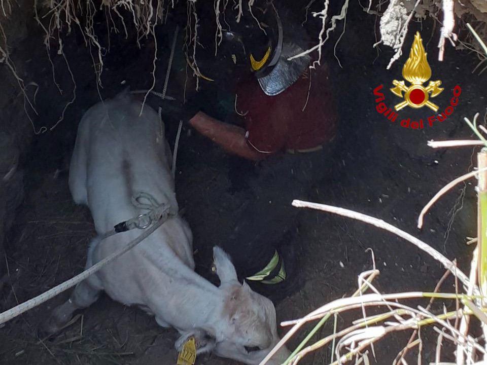 Senise, i Vigili del fuoco salvano un vitellino caduto in una buca