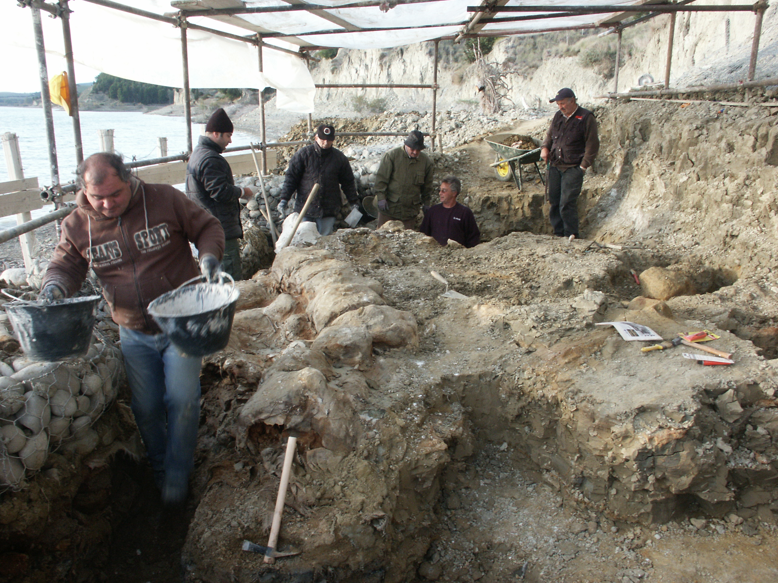 Balena Giuliana, al via le operazioni per studiare e valorizzare il fossile di balenottera più grande al mondo