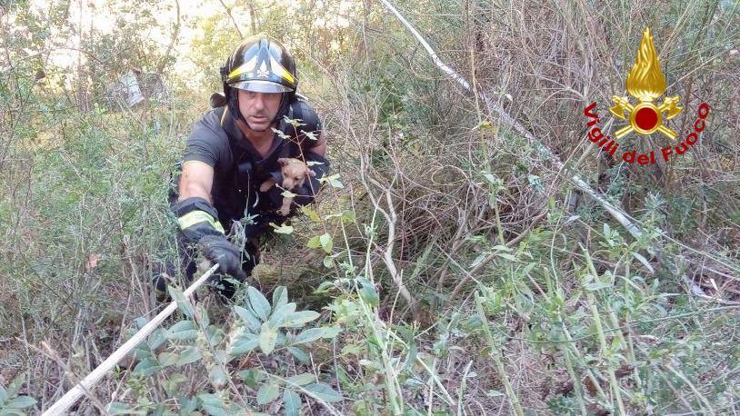 Cucciolo cade in un dirupo, intervento dei Vigili del fuoco a Balvano
