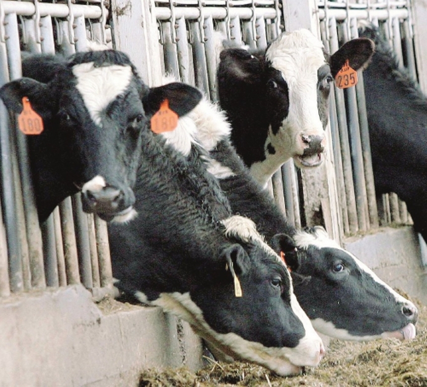Crisi settore lattiero-caseario lucano, incontro con associazioni categoria