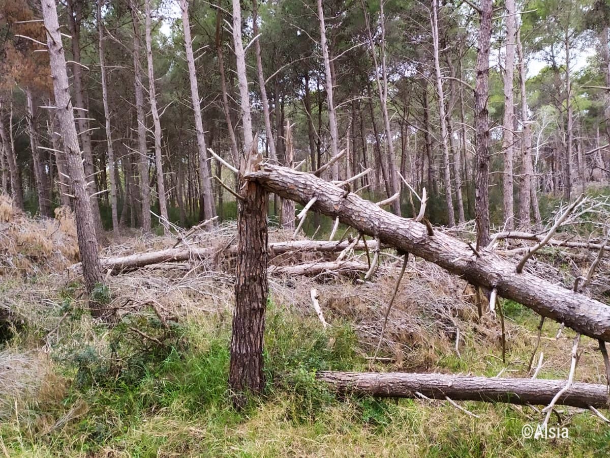 La tempesta “scopre” il valore economico del bosco litoraneo: l’ALSIA avvia i lavori di bonifica della pineta di Policoro dopo gli eventi meteorici straordinari dell’autunno 2019
