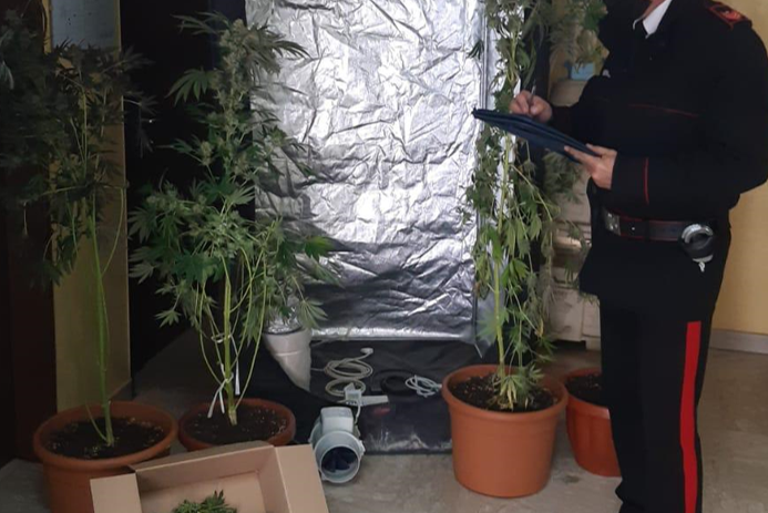 Coltivava marijuana in casa: 33enne di Montescaglioso arrestato dai Carabinieri