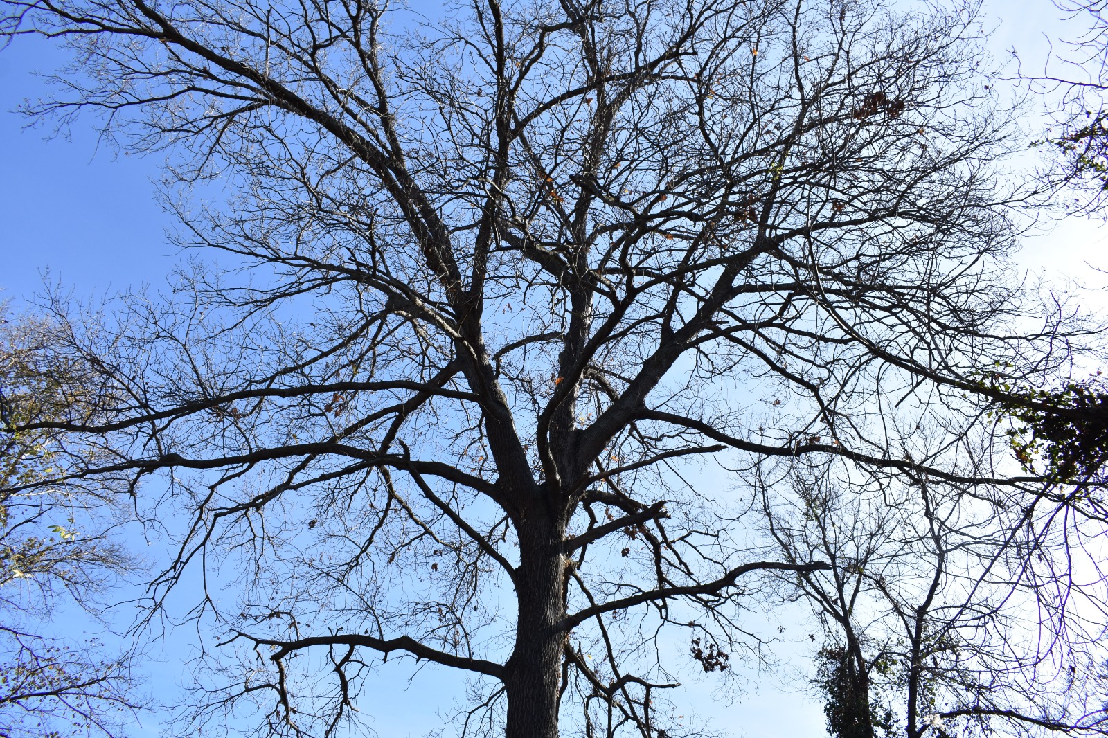 Policoro, la grande quercia di Bosco Pantano nell’elenco degli alberi monumentali d’Italia