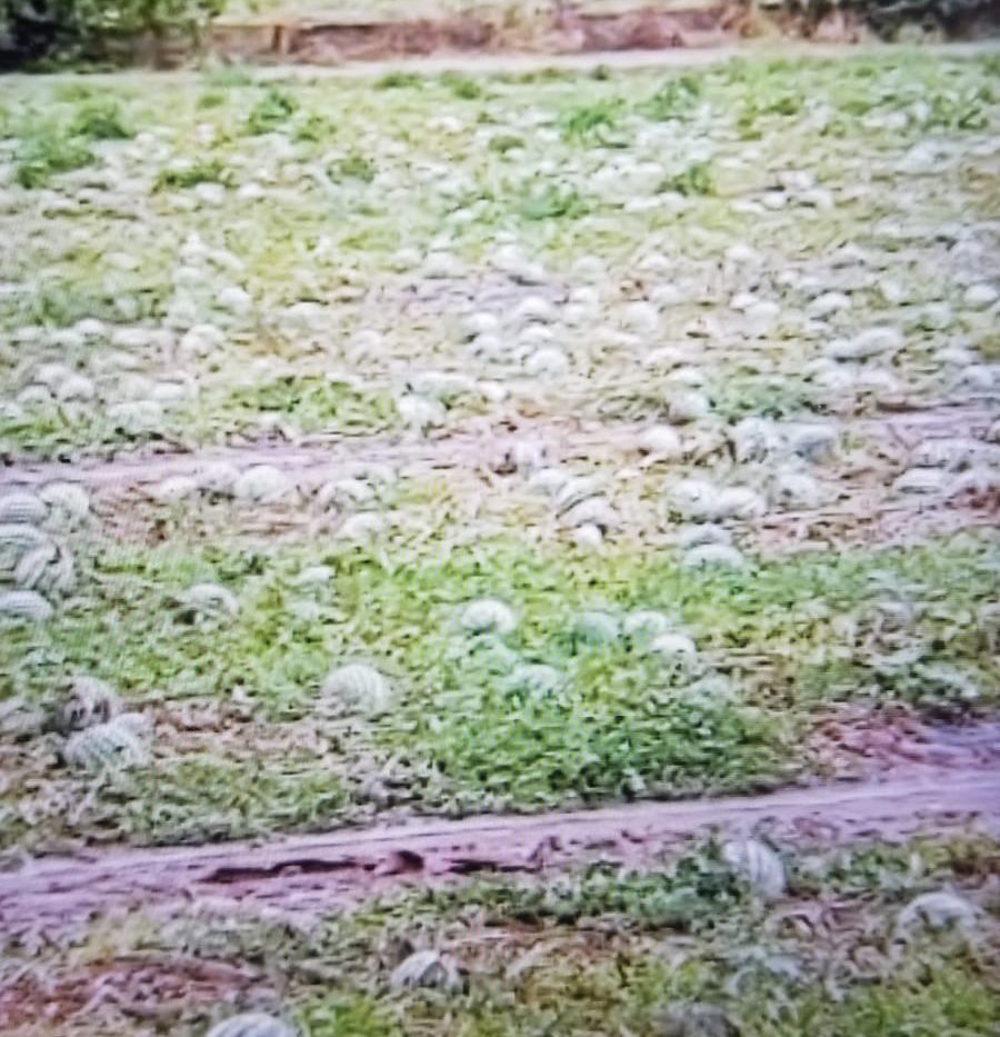 Cooperativa Agricola Magna Grecia, distrutti dal maltempo i campi di angurie nel Metapontino: “Siamo in ginocchio”