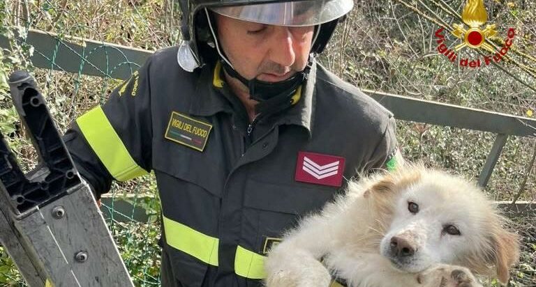 Potenza, intervento dei Vigili del fuoco per recuperare un cane caduto in un fossato