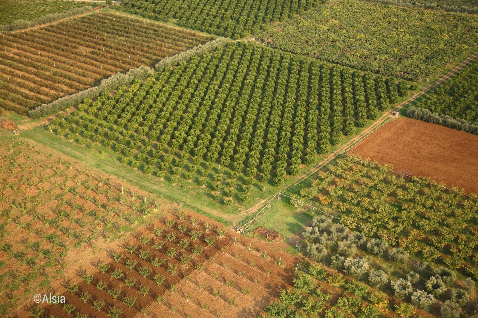 On-line il n. 107 di “Agrifoglio”, rivista ALSIA di agricoltura sostenibile della Basilicata. Focus su “Giornata internazionale della ruralità”