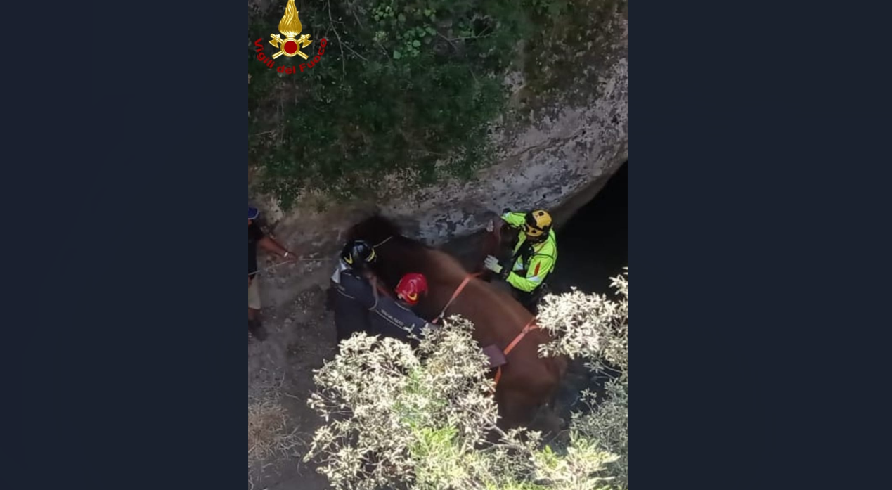 Matera, tratto in salvo dai Vigili del fuoco un toro caduto nella Gravina