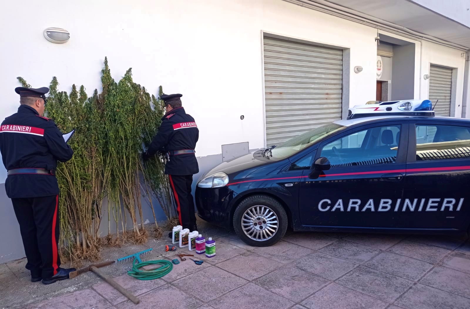 Pomarico, coltivava marijuana tra la vegetazione di un terreno impervio delle colline. 25enne arrestato dai Carabinieri