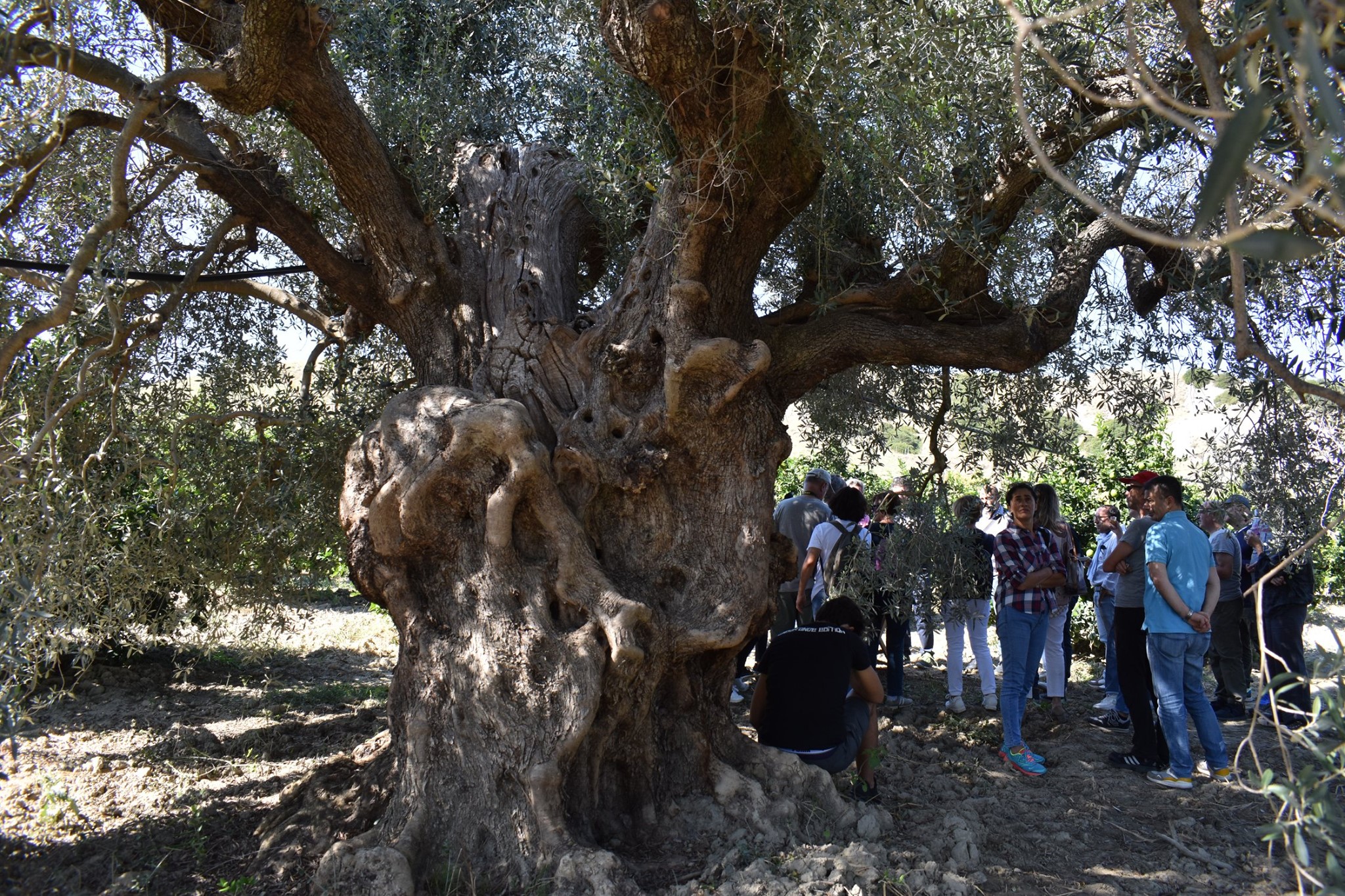 Il 30 in nove Città dell’Olio lucane “Camminata tra gli Olivi in Basilicata”: #Abbracciaunolivo, flash mob per sensibilizzare sulla riduzione di emissioni di gas serra (CO2) e sul tema degli oliveti abbandonati