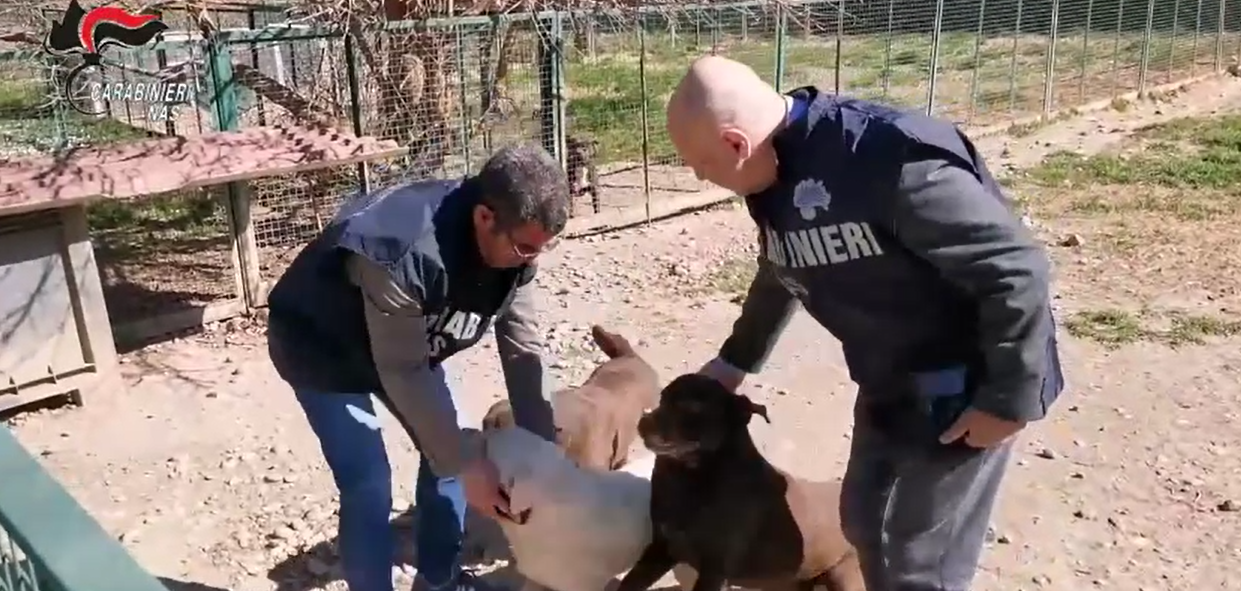 Canili e gattili, maxi operazione dei NAS in tutta Italia: irregolari 244 strutture, 26 sottoposte a sequestro con 871 cani