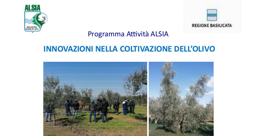 Olivicoltura: al via un ciclo di seminari organizzati dall’ALSIA sul tema dell’introduzione delle innovazioni nella coltivazione dell’olivo