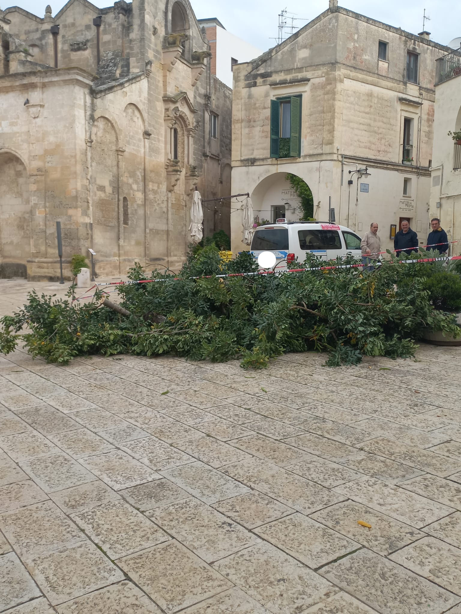 Matera, crolla un albero in piazza San Giovanni. Tragedia sfiorata