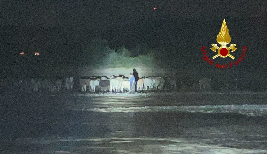 Cinque pastori che accompagnavano bestiame in transumanza bloccati mentre guadavano il fiume Agri tra Tursi  e Stigliano, messi in salvo dai Vigili del Fuoco