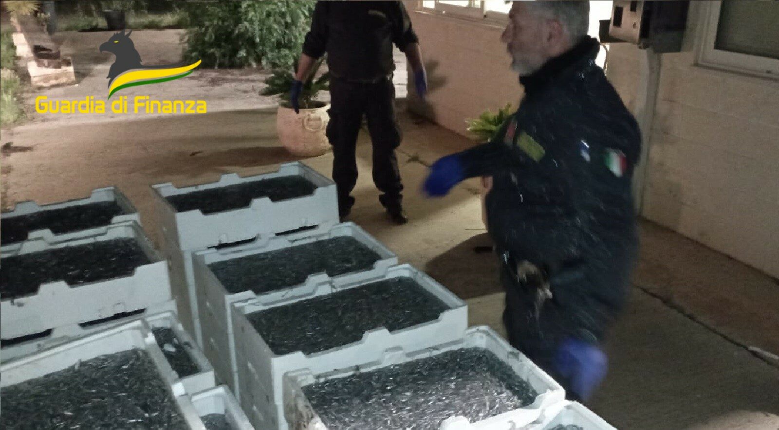 Guardia di Finanza Matera: sequestrate 2 tonnellate di novellame di sarda noto con il nome di “bianchetto”