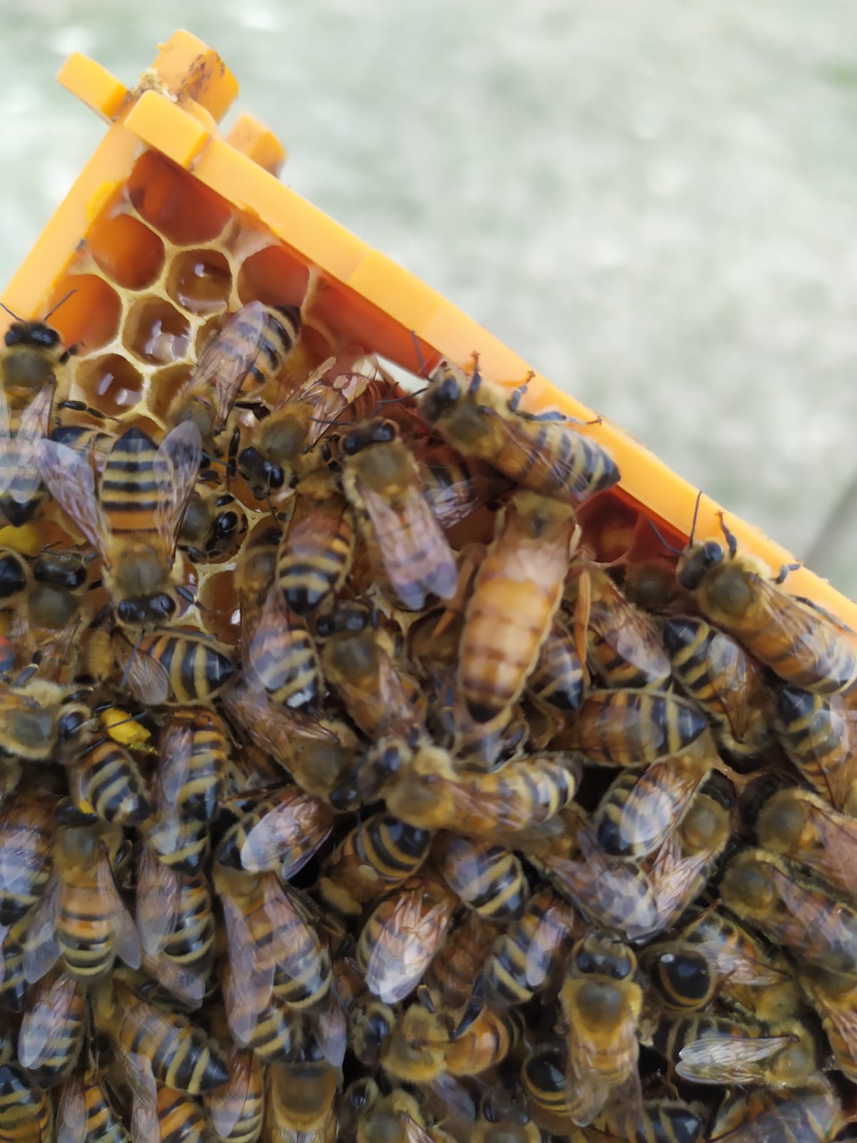 Alla scoperta del mondo delle api con Massimo Battillomo, apicoltore materano