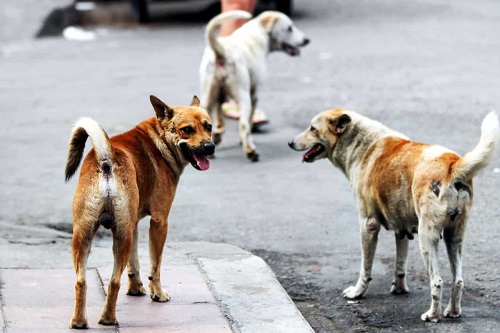 Pubblicato il bando di gara per l’affidamento del servizio di cura e custodia di cani e gatti randagi, con l’istituzione del primo gattile sanitario nella città di Matera