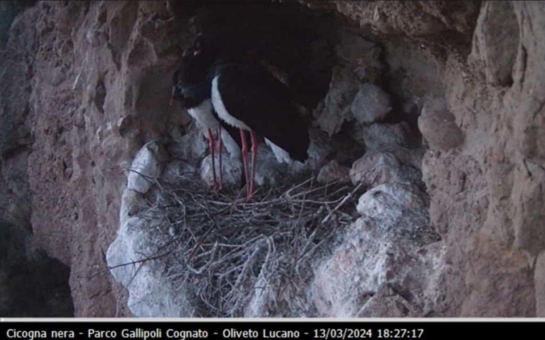 La cicogna nera ha scelto Oliveto Lucano per costruire il suo nido, attiva da ieri una web camera che monitorerà la coppia rara di volatile