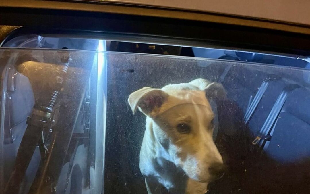 Matera: cagnolino abbandonato salvato dagli agenti della Squadra Volanti della Questura
